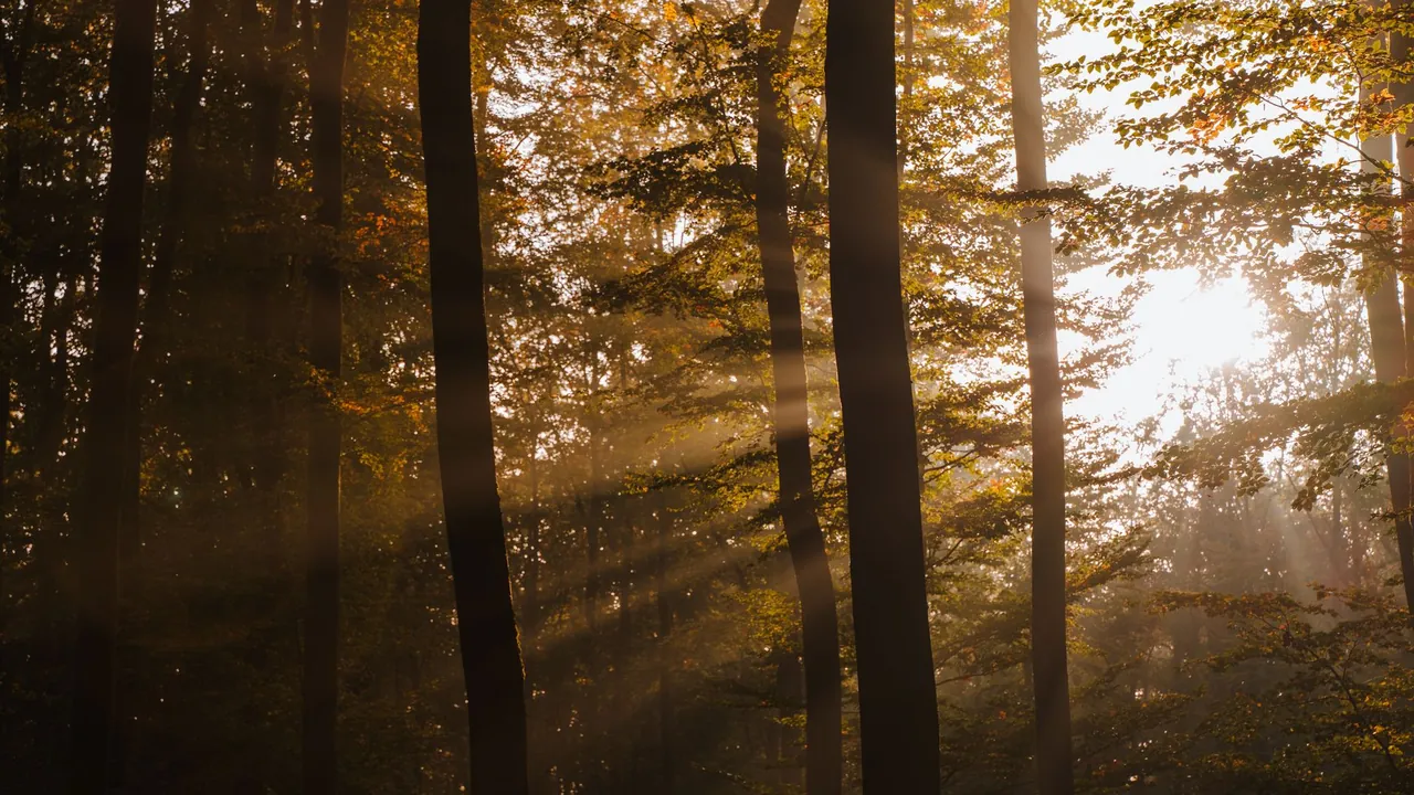 Sunlit green forest in the morning — the Wood element